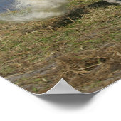 ミニチュアランニングウマの近くの水 ポスター (角)