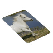 ミニチュアランニングウマの近くの水 マグネット (右側)