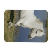 ミニチュアランニングウマの近くの水 マグネット (横)