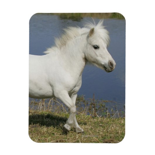 ミニチュアランニングウマの近くの水 マグネット (縦)