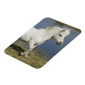 ミニチュアランニングウマの近くの水 マグネット (左側)