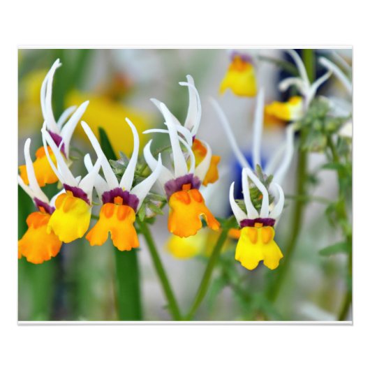 ミニチュアラン フォトプリント            (正面)