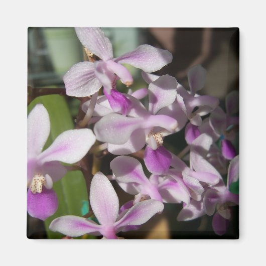 ミニチュアラン マグネット (正面)