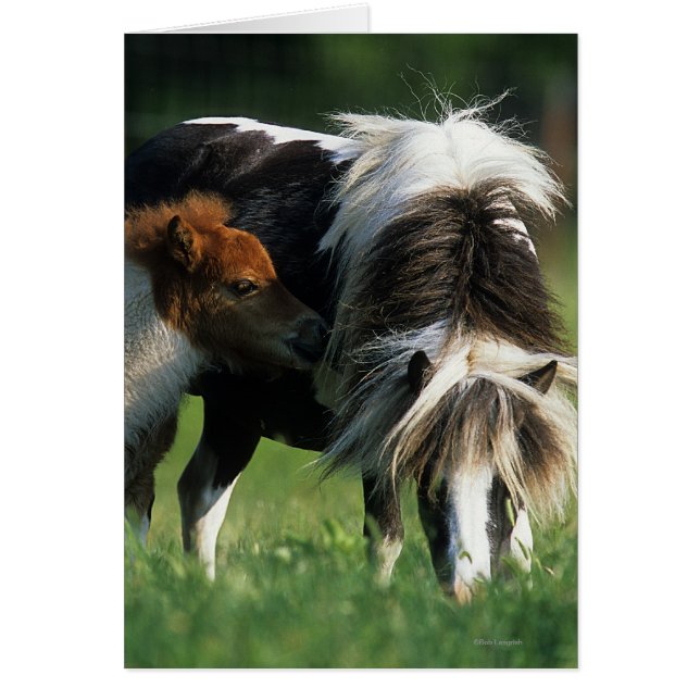 ミニチュアロバ及び子馬2 (正面)