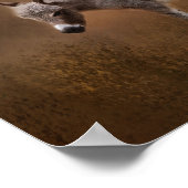 ミニチュアロバ子馬 ポスター (角)