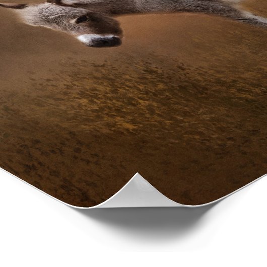 ミニチュアロバ子馬 ポスター (角)