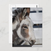 ミニチュアロバ ポストカード (正面/裏面)