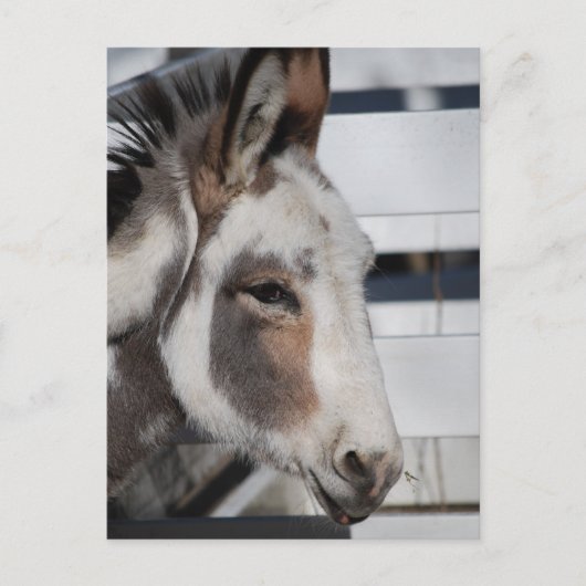 ミニチュアロバ ポストカード (正面)