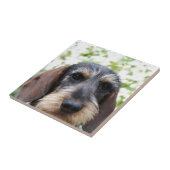 ミニチュアワイヤー髪のダックスフント タイル (側面)