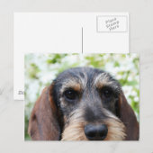 ミニチュアワイヤー髪ダックスシュント ポストカード (正面/裏面)