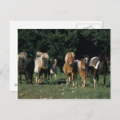 ミニチュア子馬のグループ ポストカード (正面/裏面)