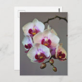 ミニチュア蘭 ポストカード (正面/裏面)