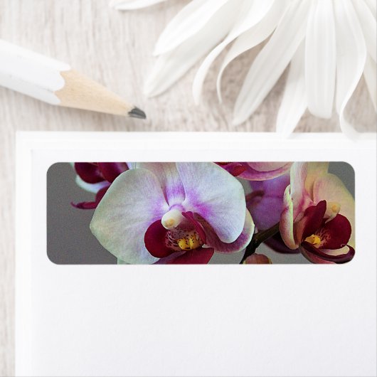 ミニチュア蘭 ラベル (インサイチュ)