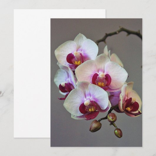 ミニチュア蘭 招待状 (正面/裏面)