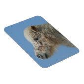 ミニチュア馬のヘッドショット マグネット (右側)