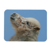 ミニチュア馬のヘッドショット マグネット (横)