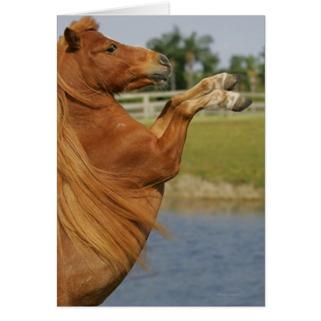 ミニチュア馬の養育 (正面)