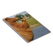 ミニチュア馬の養育 ノートブック (右側)