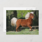 ミニチュア馬立ち ポストカード (正面/裏面)