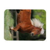 ミニチュア馬立ち マグネット (横)