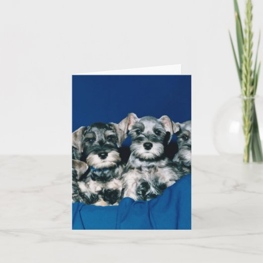 ミニチュア・シュナウツァーの子犬 カード (正面)