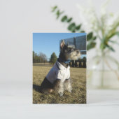 ミニチュア・シュナウツァーの郵便はがき ポストカード (スタンド正面)