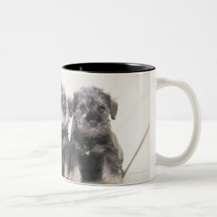 ミニチュア・シュナウツァーは小さい犬の品種です ツートーンマグカップ