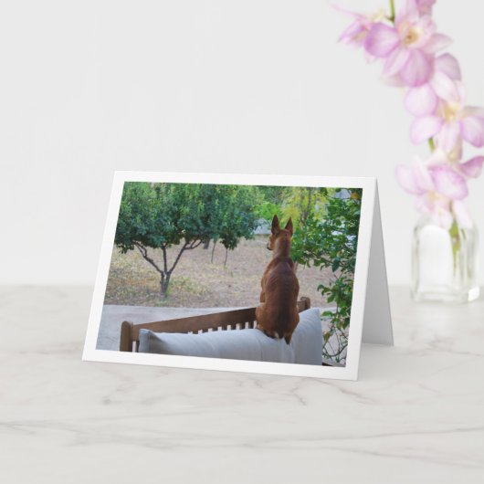 ミニチュア・ピンシャーがベンチに座っている カード (蘭)