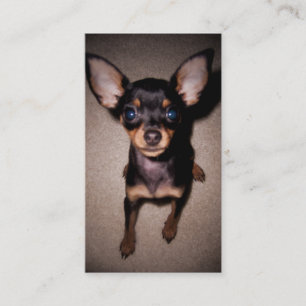 ミニチュア・ピンシャーの子犬 名刺