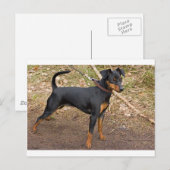 ミニチュア_ピンシャー ポストカード (正面/裏面)