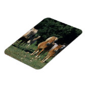 ミニチュア・フォール群 マグネット (左側)