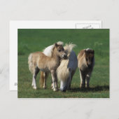 ミニチュア・マーレ&フォール1 ポストカード (正面/裏面)