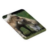 ミニチュア・マーレ&フォール3 マグネット (右側)