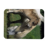 ミニチュア・マーレ&フォール3 マグネット (横)