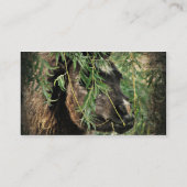 ミニチュア 馬 怒りやすい 名刺 (裏面)