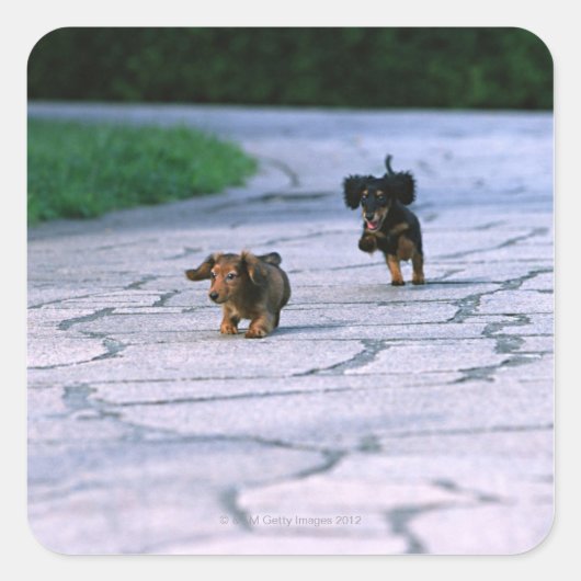 ミニチュアDachshund 3 スクエアシール (正面)