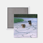 ミニチュアDachshund 3 マグネット (正面/裏面)