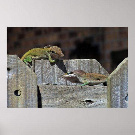 ミニドラゴンバトル ポスター (正面)