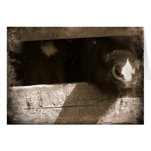 ミニノーズオーバーゲート (正面横)