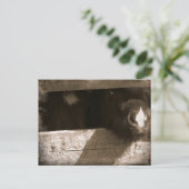 ミニノーズオーバーゲート ポストカード (スタンド正面)