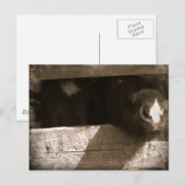 ミニノーズオーバーゲート ポストカード (正面/裏面)