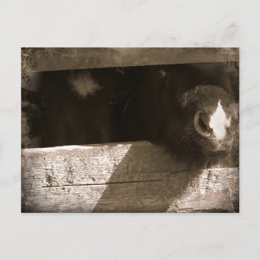 ミニノーズオーバーゲート ポストカード (正面)