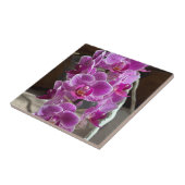 ミニパレノプシスソゴヴィヴィアンパープルオーキッド タイル (側面)