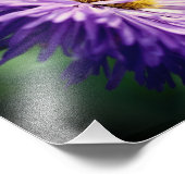 ミニビーオンパープルデイジー花閉じる8x10 フォトプリント (角)