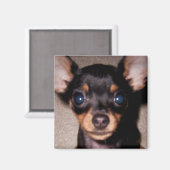 ミニピンシャー。 マグネット (正面/裏面)