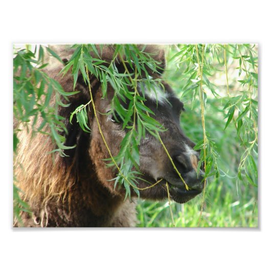 ミニフィリービイング フォトプリント            (正面)