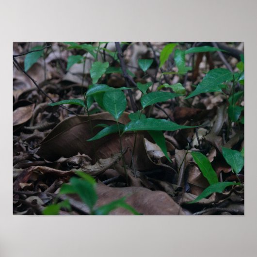 ミニフォレスト ポスター (正面)