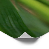 ミニホワイトカナダバイオレットワイルドフラワーポスター ポスター (角)