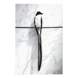 ミニマリストの電線上の鳥の写真 フォトプリント