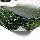 ミニレックスバニーポスター ポスター (角)